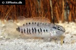 badis tuivaiei badis tuivaiei