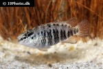 badis tuivaiei badis tuivaiei
