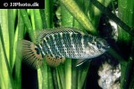 badis tuivaiei badis tuivaiei