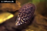 ctenopoma acutirostre ctenopoma acutirostre