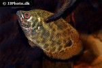 ctenopoma acutirostre ctenopoma acutirostre