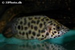 ctenopoma acutirostre ctenopoma acutirostre