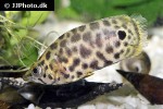 ctenopoma acutirostre ctenopoma acutirostre
