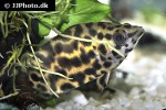 ctenopoma acutirostre ctenopoma acutirostre