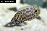 ctenopoma acutirostre ctenopoma acutirostre