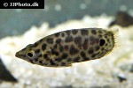 ctenopoma acutirostre ctenopoma acutirostre