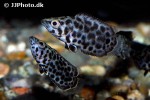 ctenopoma acutirostre ctenopoma acutirostre