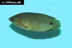 ctenopoma argentoventer ctenopoma argentoventer