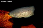 ctenopoma kingsleyae ctenopoma kingsleyae
