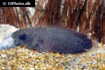 ctenopoma petherici ctenopoma petherici