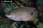 ctenopoma petherici ctenopoma petherici