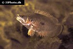 ctenopoma weeksii ctenopoma weeksii