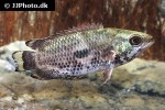 ctenopoma weeksii ctenopoma weeksii