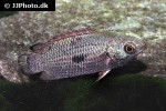 ctenopoma weeksii ctenopoma weeksii