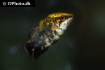 ctenopoma weeksii ctenopoma weeksii