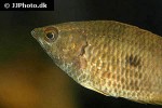 ctenopoma weeksii ctenopoma weeksii
