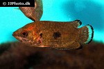 ctenopoma weeksii ctenopoma weeksii
