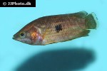 ctenopoma weeksii ctenopoma weeksii