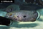 ctenopoma weeksii ctenopoma weeksii