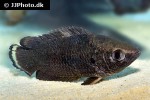ctenopoma weeksii ctenopoma weeksii