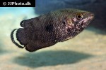 ctenopoma weeksii ctenopoma weeksii