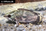 ctenopoma weeksii ctenopoma weeksii