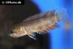 microctenopoma ansorgii microctenopoma ansorgii