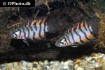 microctenopoma ansorgii microctenopoma ansorgii