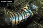 microctenopoma ansorgii microctenopoma ansorgii