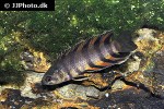 microctenopoma ansorgii microctenopoma ansorgii