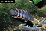 microctenopoma ansorgii microctenopoma ansorgii