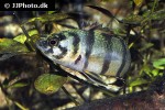 microctenopoma ansorgii microctenopoma ansorgii