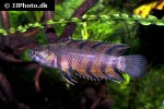 microctenopoma ansorgii microctenopoma ansorgii