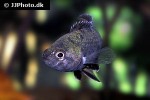 microctenopoma ansorgii microctenopoma ansorgii