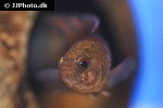 microctenopoma ansorgii microctenopoma ansorgii
