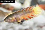 microctenopoma ansorgii microctenopoma ansorgii