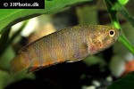microctenopoma ansorgii microctenopoma ansorgii