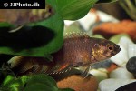 microctenopoma ansorgii microctenopoma ansorgii