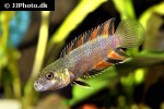 microctenopoma ansorgii microctenopoma ansorgii