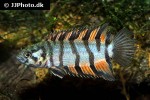microctenopoma ansorgii microctenopoma ansorgii