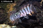 microctenopoma ansorgii microctenopoma ansorgii