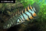 microctenopoma ansorgii microctenopoma ansorgii