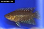 microctenopoma congicum microctenopoma congicum