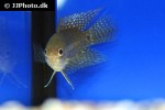 microctenopoma congicum microctenopoma congicum