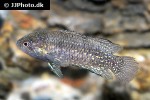 microctenopoma damasi microctenopoma damasi