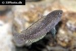 microctenopoma damasi microctenopoma damasi
