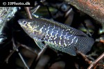 microctenopoma fasciolatum microctenopoma fasciolatum