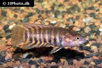 microctenopoma nanum microctenopoma nanum