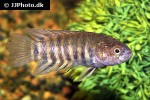 microctenopoma nanum microctenopoma nanum
