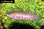 microctenopoma nanum microctenopoma nanum
